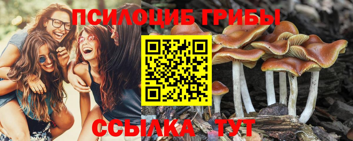 Псилоцибиновые грибы мицелий Тула